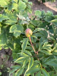 含苞待放的芍药花