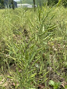 油菜