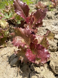 紫叶生菜植株特写