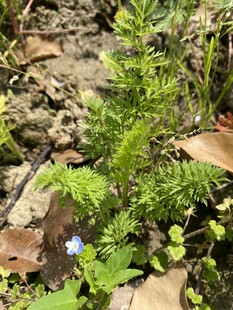 黄花蒿