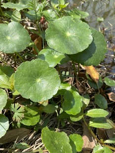 翠绿铜钱草特写