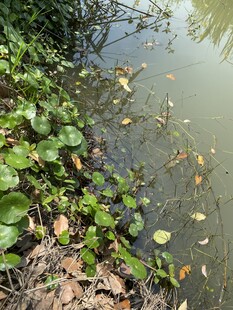 池塘边的水生植物与落叶