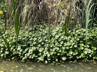 水边繁茂绿植景观