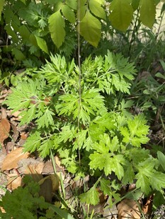 艾草