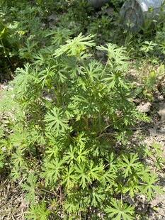 老鹳草