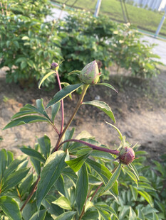 芍药
