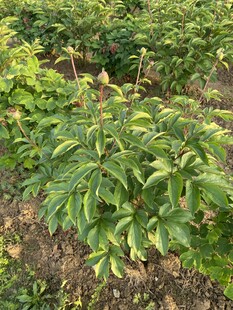 芍药