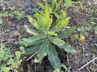 刺儿菜