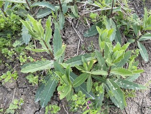 刺儿菜