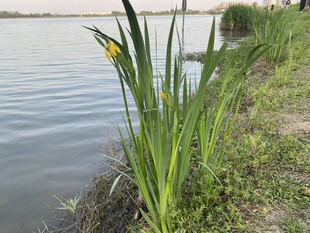 水边菖蒲