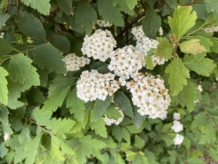 菱叶绣线菊