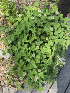 白车轴草