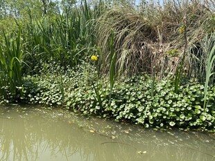 水边繁茂绿植景观