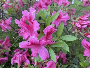 盛开的粉色杜鹃花