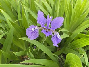 紫色鸢尾花绽放于绿叶间