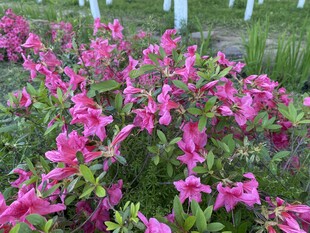 艳丽杜鹃花绽放