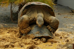 两只乌龟在泥中叠罗汉