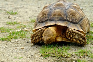 沙漠中行走的乌龟