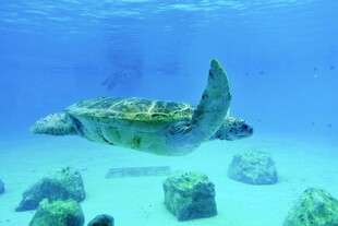 海底遨游的绿海龟