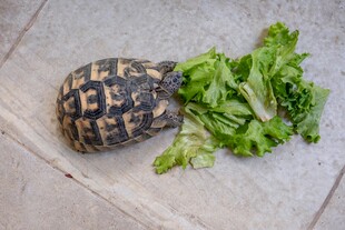 陆龟与新鲜生菜