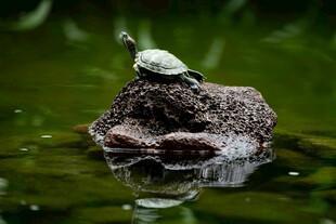 石上小乌龟
