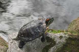 岩石上的乌龟