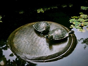 石上双龟静憩于荷塘