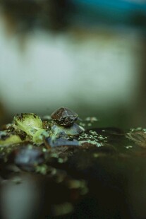 水中乌龟
