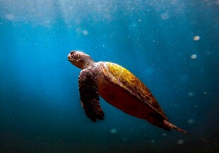 深海中游弋的海龟