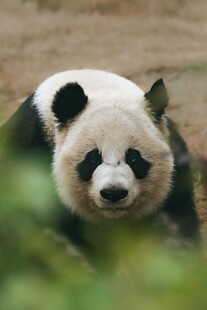 憨态可掬的大熊猫