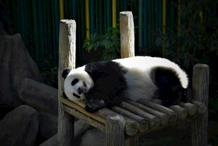 熊猫惬意躺卧木架上