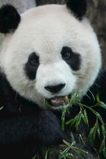 憨态熊猫嚼食新鲜竹子