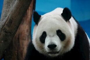 可爱大熊猫近景特写