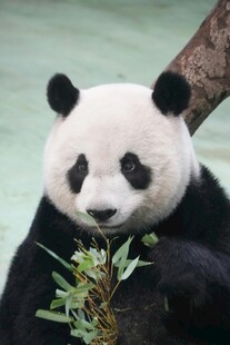 熊猫惬意进食嫩绿竹子