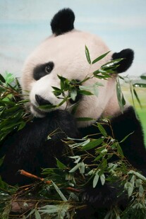 熊猫惬意享用鲜嫩竹子