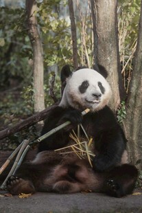 熊猫惬意享用竹子