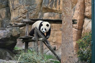 熊猫于栖架上悠然活动