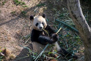 熊猫悠闲进食竹子