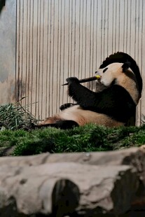 悠闲躺坐进食的可爱熊猫