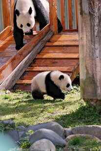 熊猫在户外嬉戏玩耍