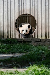熊猫从圆洞好奇张望