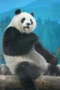 悠闲大熊猫惬意坐于木上