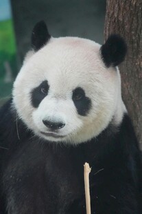 憨态可掬的大熊猫