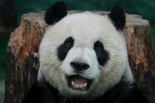 张嘴熊猫坐于树桩旁