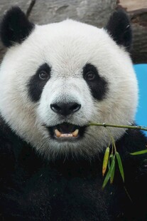 憨态熊猫嚼食鲜嫩竹子