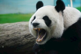 张嘴咆哮的大熊猫