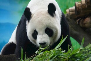 憨态可掬的大熊猫进食图