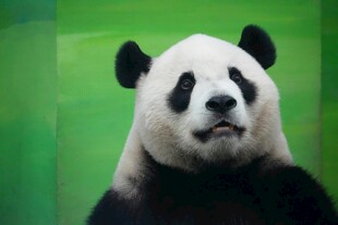 可爱大熊猫