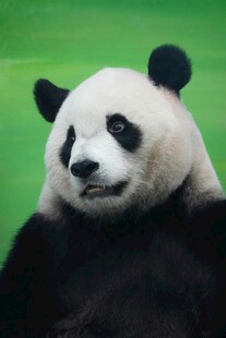 憨态可掬的大熊猫