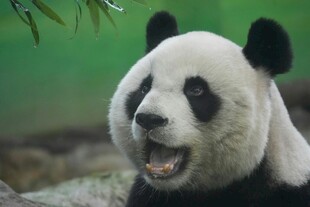 张嘴卖萌的可爱大熊猫